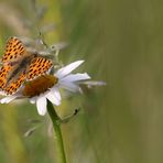 "Eines weiß ich - es ist ein SCHMETTERLING", aber mehr auch nicht