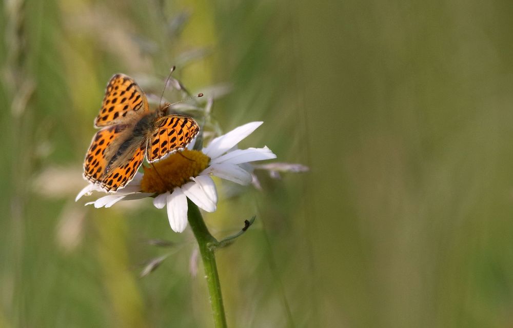 "Eines weiß ich - es ist ein SCHMETTERLING", aber mehr auch nicht