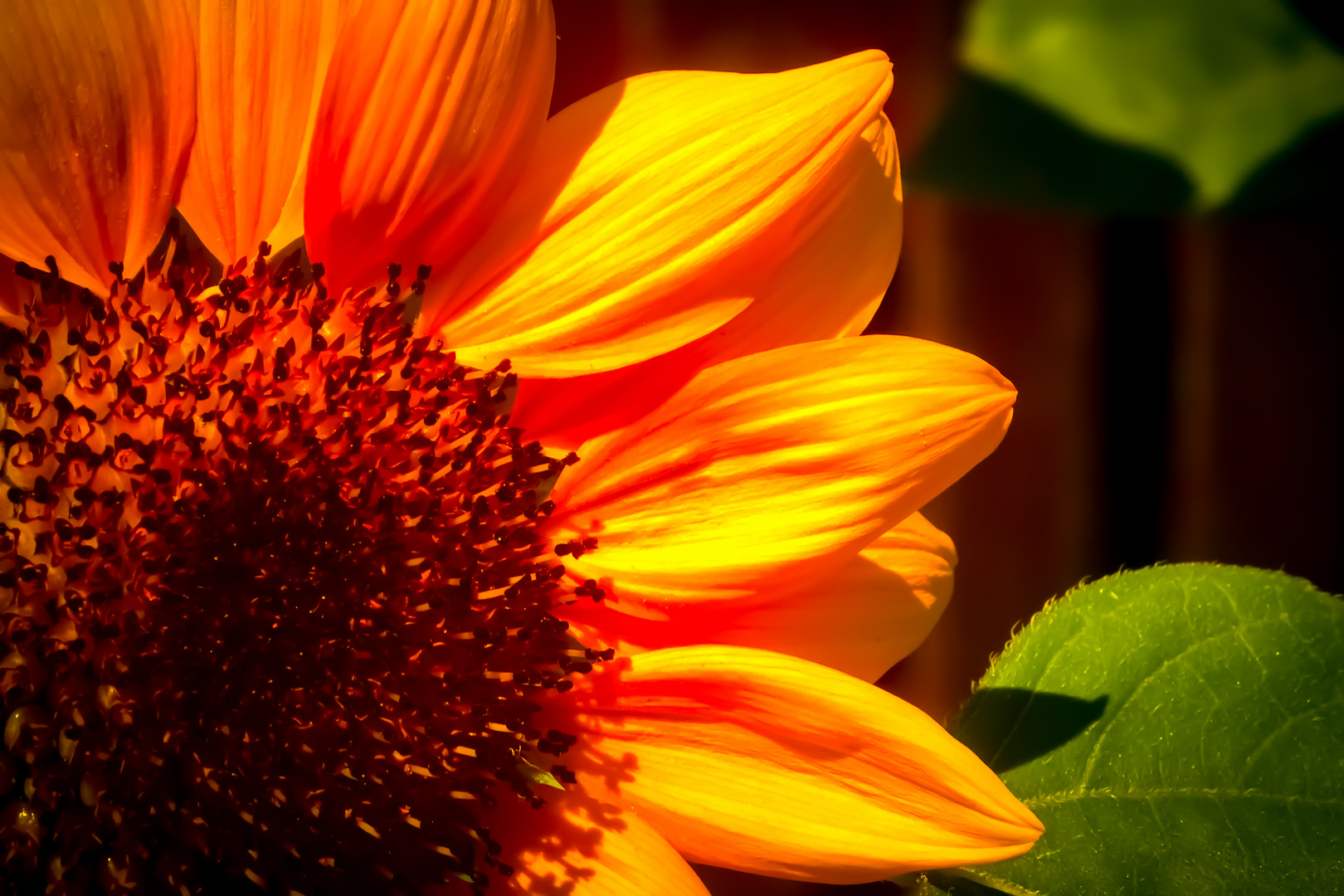 eine.sonnenblume.macht.noch...