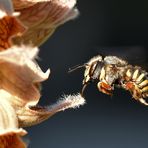 Einfach ablecken - fertig