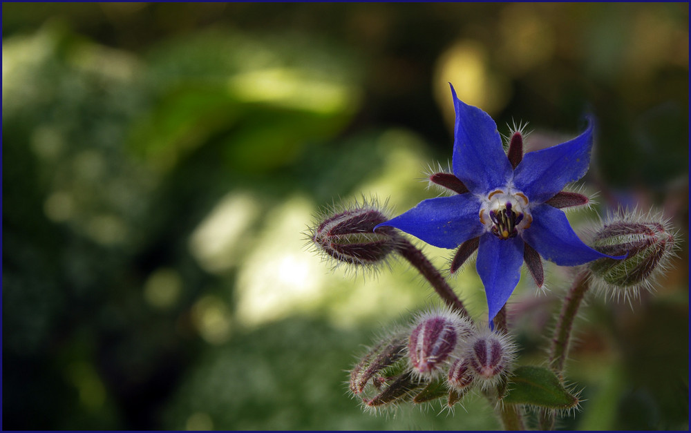 einfach "blau"