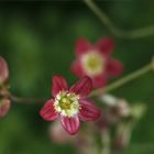 einfach blümchen