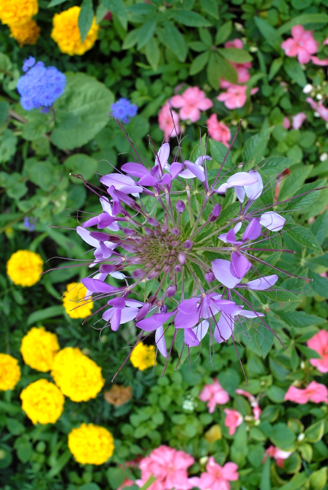 Einfach Blümchen