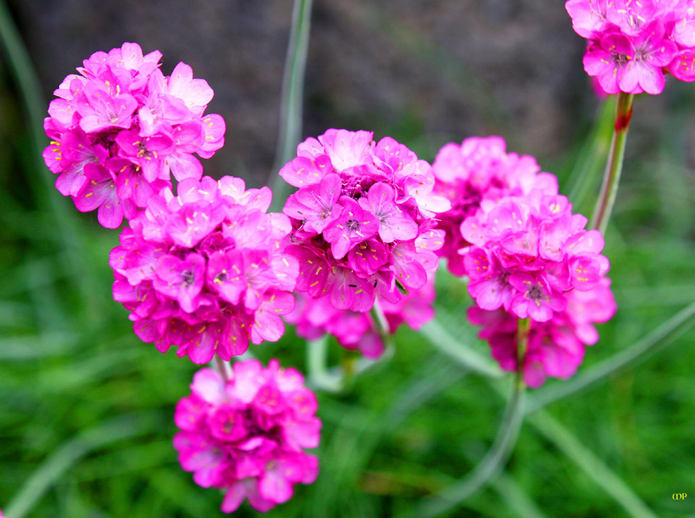 einfach Blüten