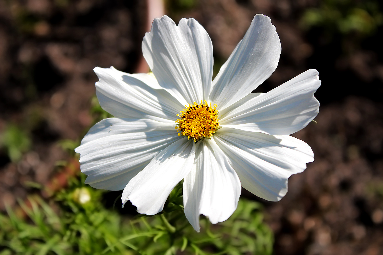 Einfach Cosmos bipinnatus