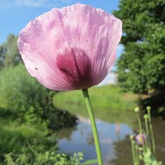 Einfach da, die Mohnblume