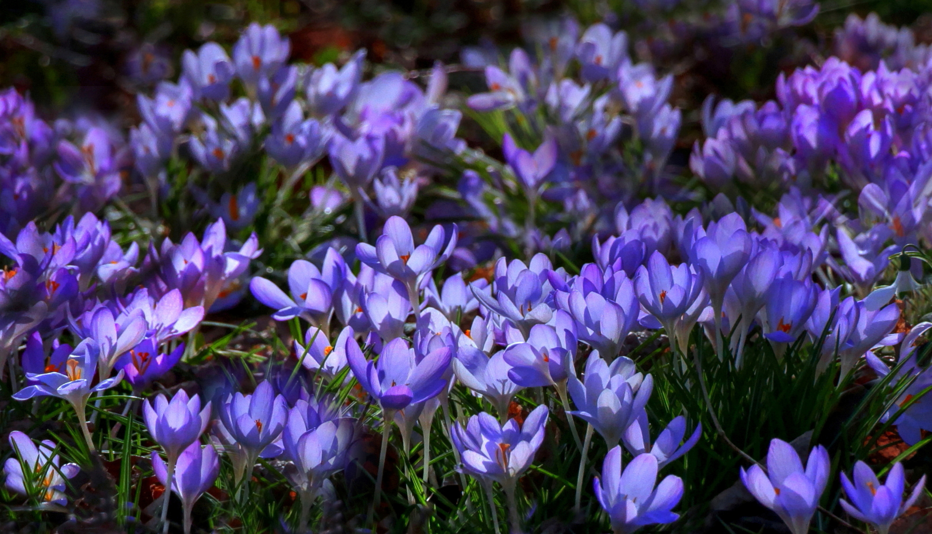 Einfach das Krokus-Leuchten genießen!