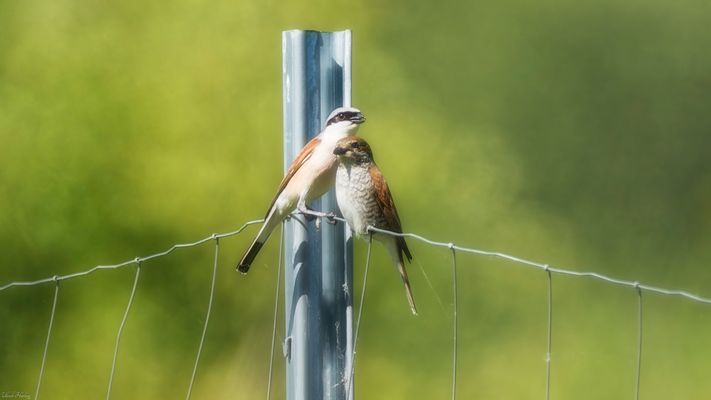 einfach die Sonne genießen......