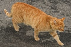 "einfach durchs Bild Gelaufen"