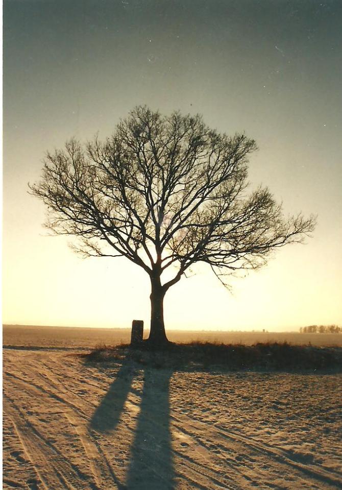 Einfach ein Baum