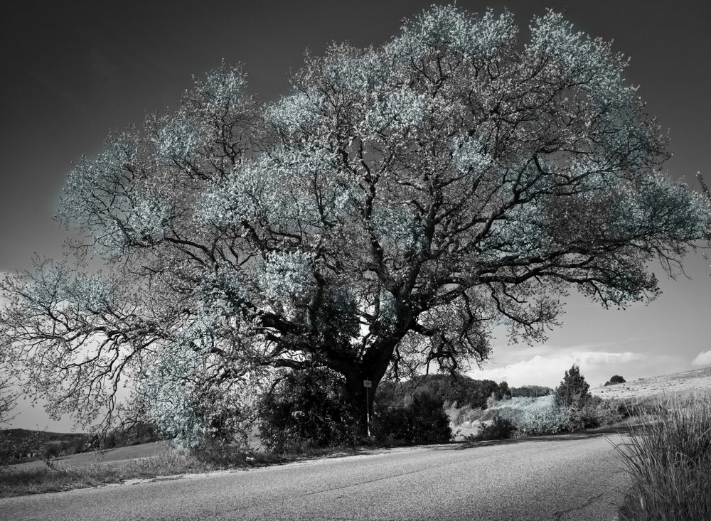 Einfach ein Baum an der Straße