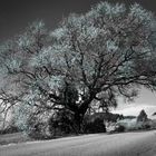 Einfach ein Baum an der Straße