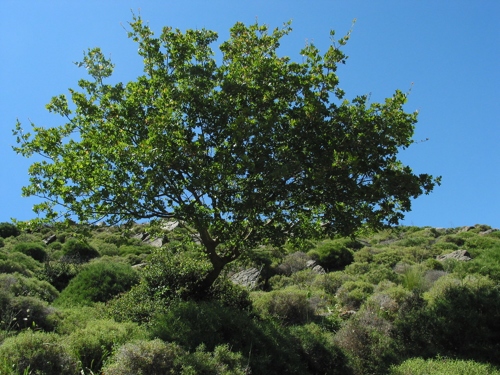 Einfach ein Baum