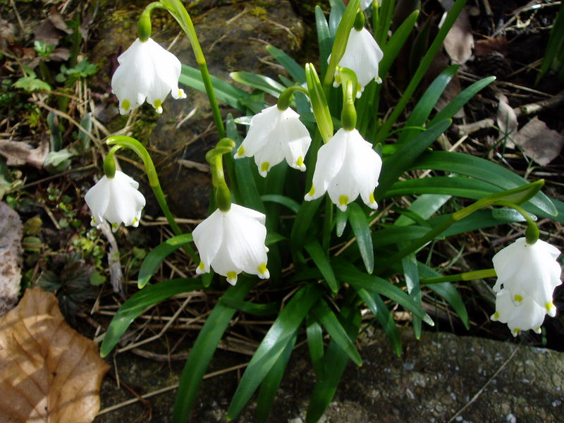 Einfach ein bisschen Frühling