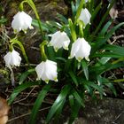 Einfach ein bisschen Frühling