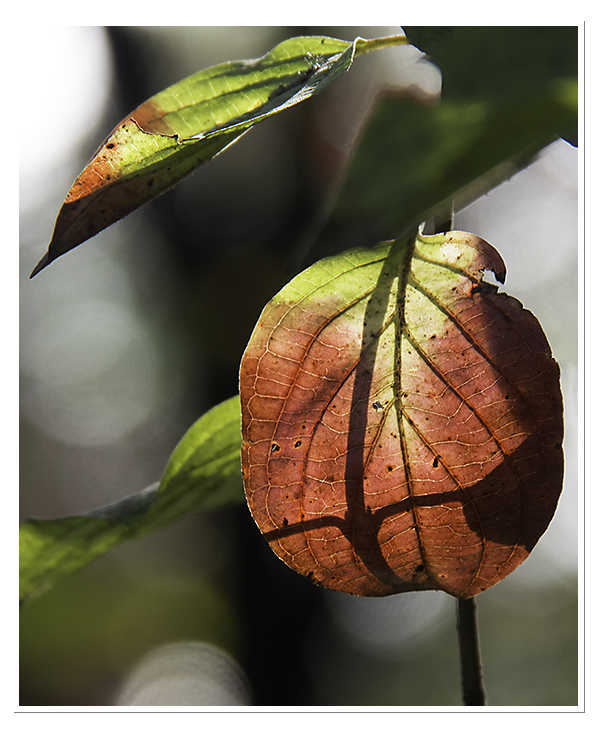 Einfach ein Blatt