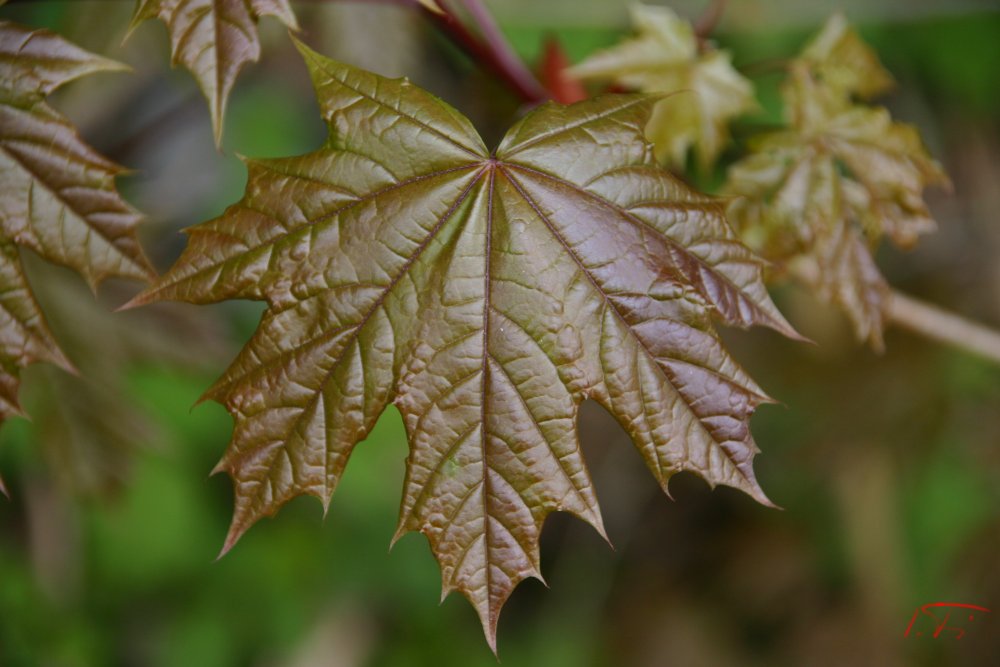 einfach ein Blatt