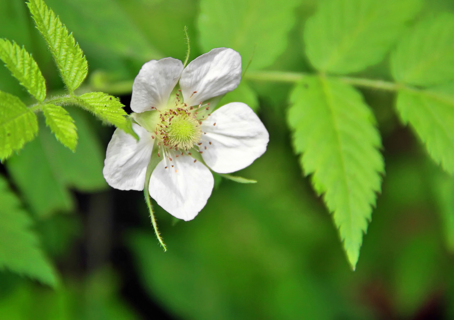 Einfach ein Blümchen