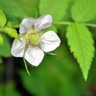 Einfach ein Blümchen