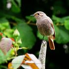 Einfach ein Gartenrotschwanz