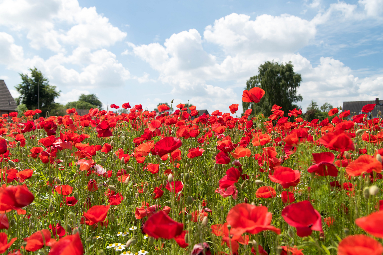 Einfach ein Mohnblumenfeld