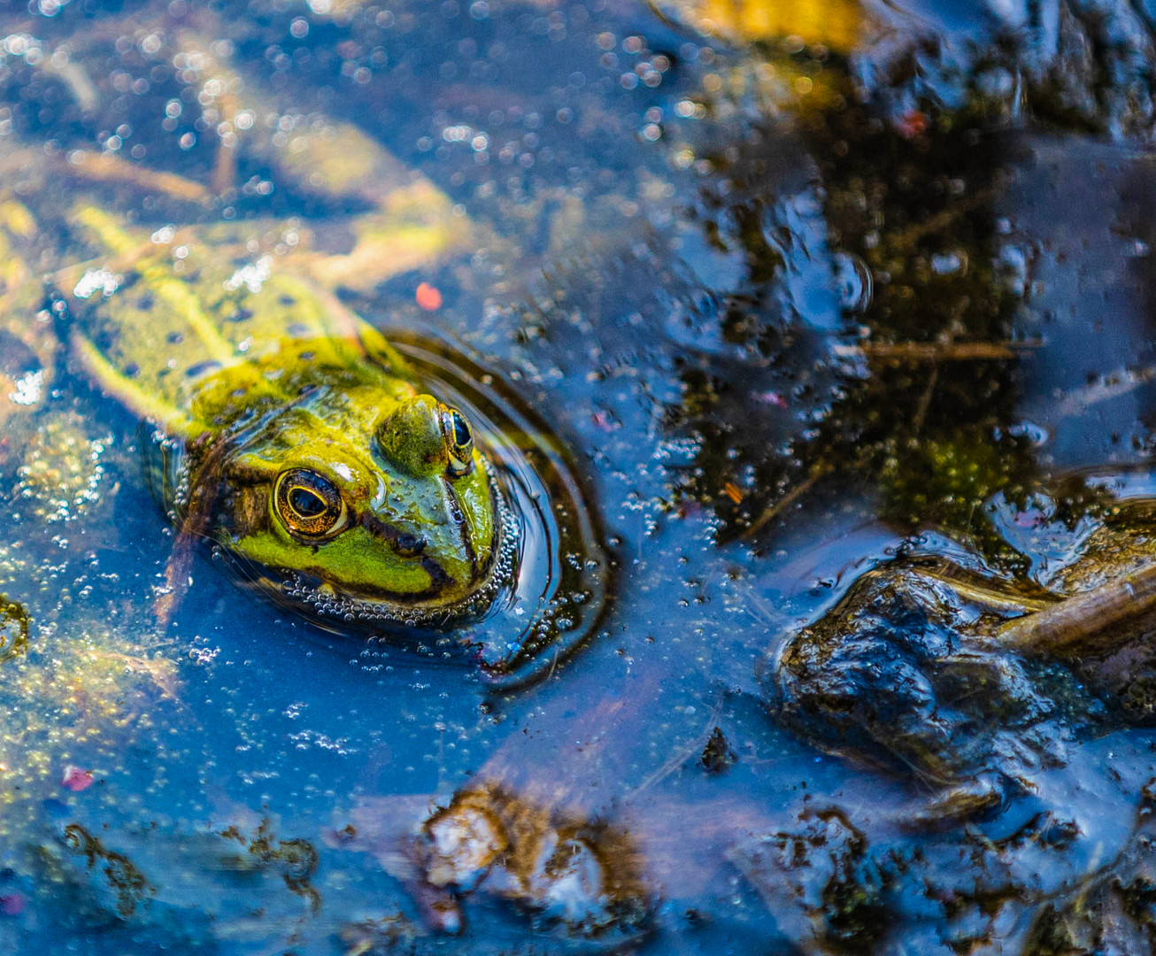 Einfach ein netter Frosch