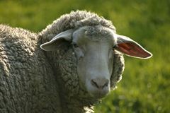 Einfach ein Schaf