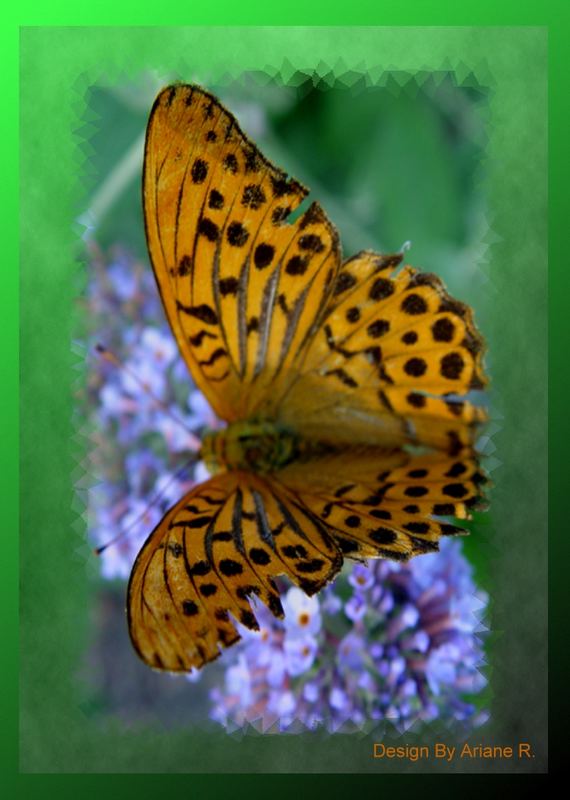 Einfach ein Schmetterling
