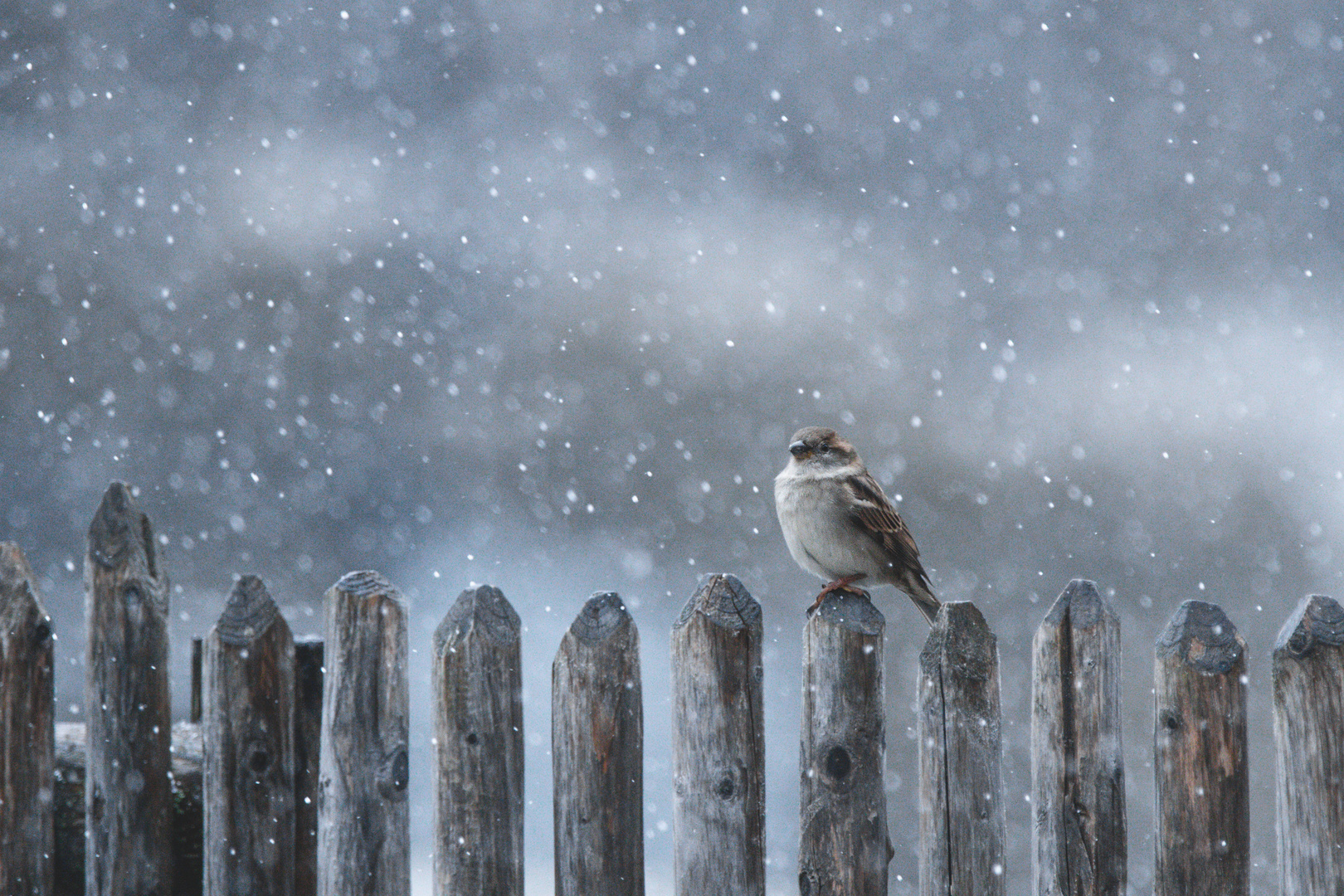 Einfach ein Sperling im Schneesturm 