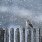 Einfach ein Sperling im Schneesturm 