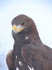 Einfach ein Traumvogel