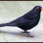 einfach eine Amsel