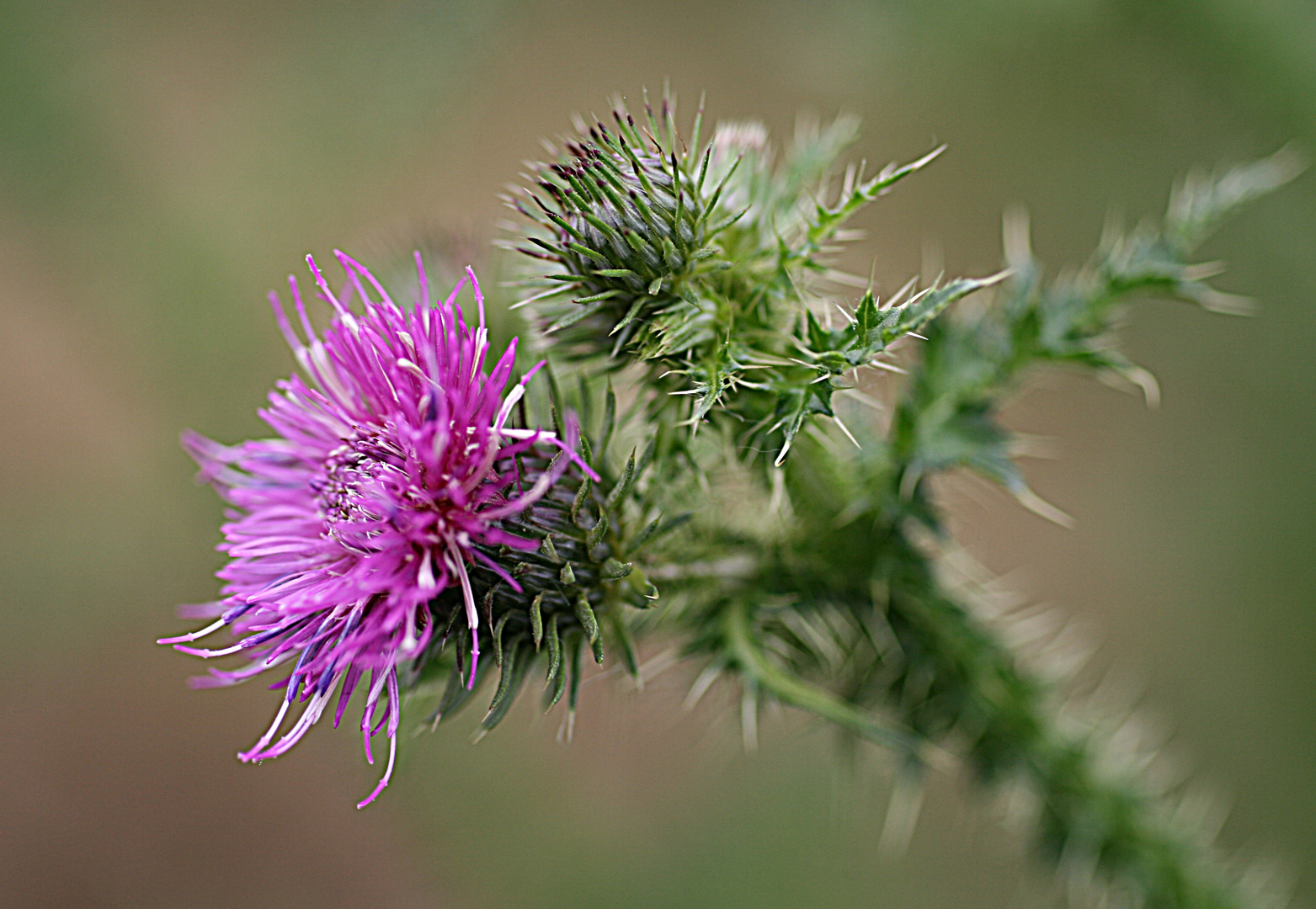 Einfach eine Distel !!