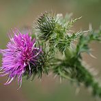 Einfach eine Distel !!