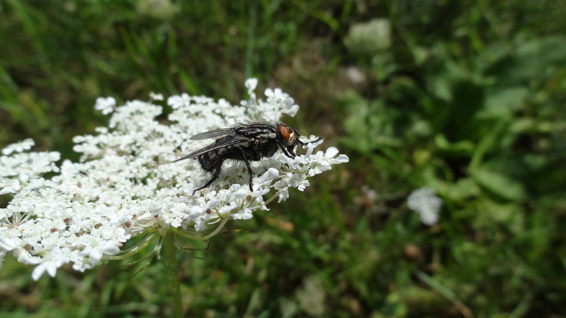 Einfach eine Fliege