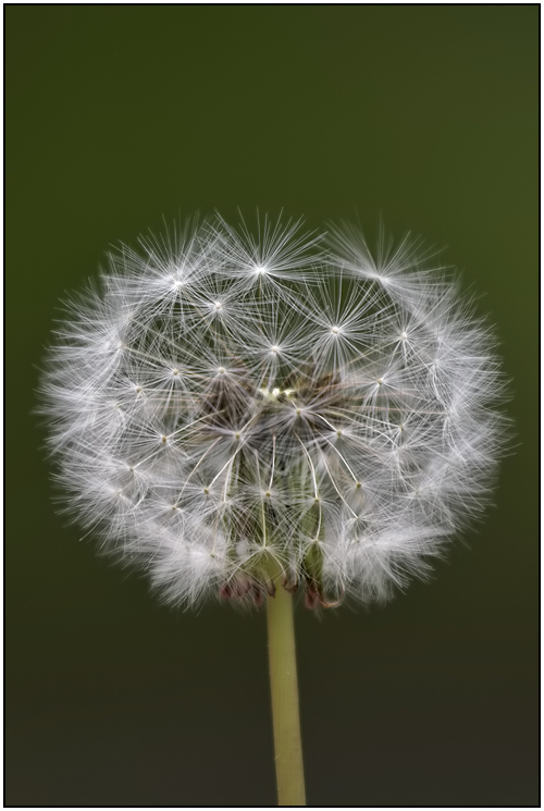 Einfach eine Pusteblume