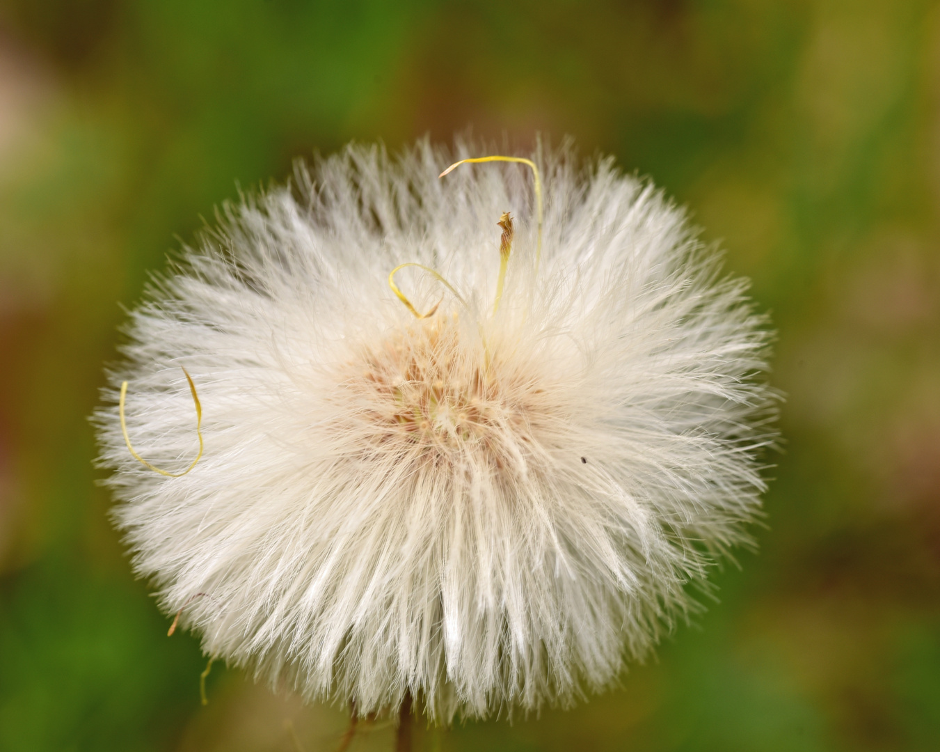  einfach eine  Pusteblume