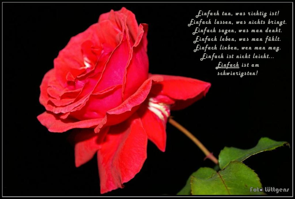 Einfach eine Rose...