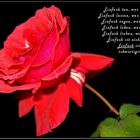 Einfach eine Rose...