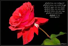 Einfach eine Rose...