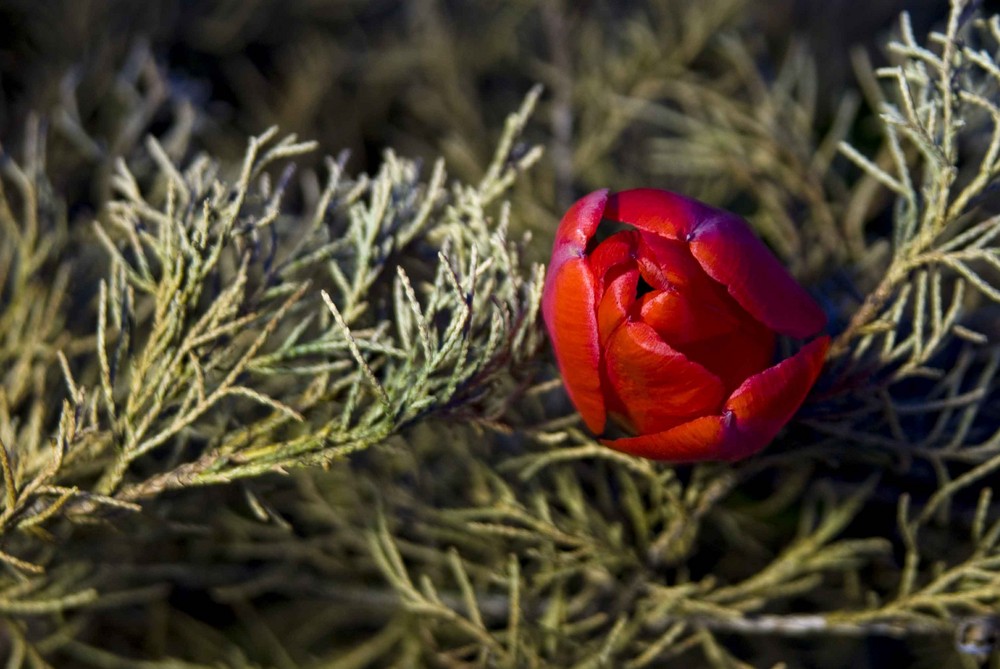 Einfach eine Rose für euch ;)