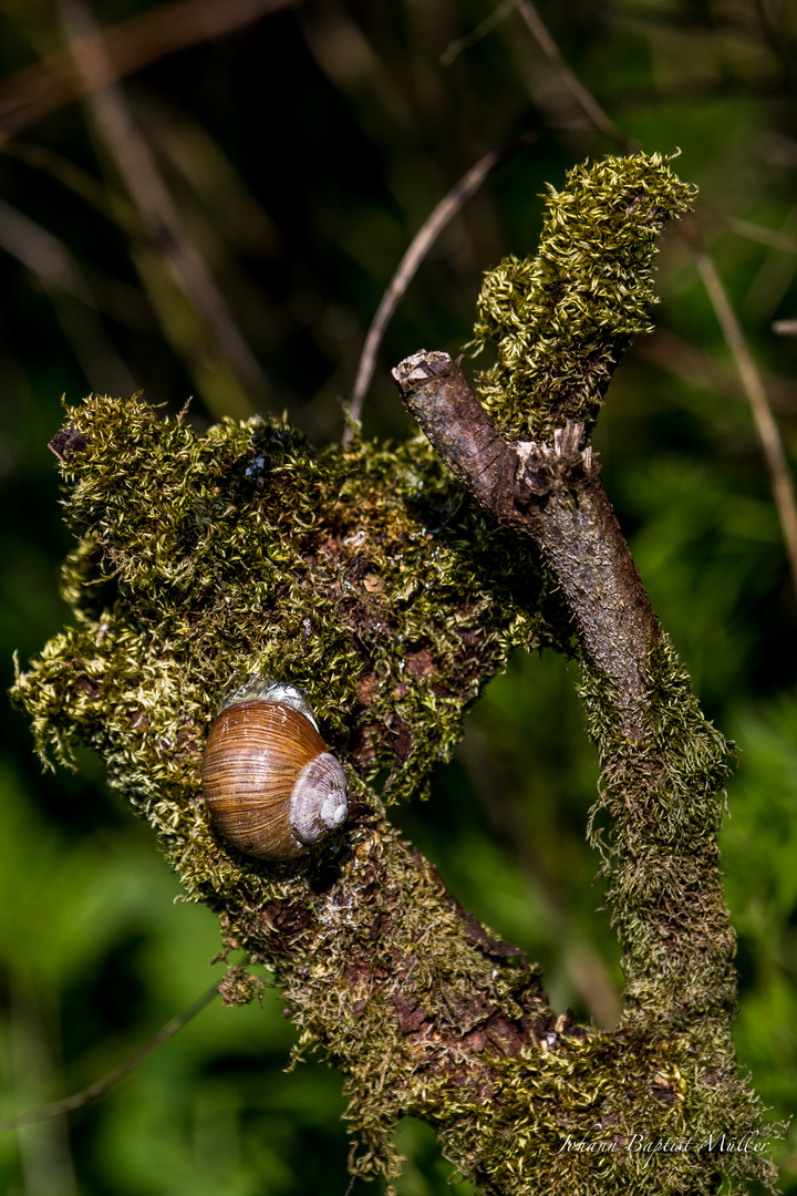 Einfach eine Schnecke..