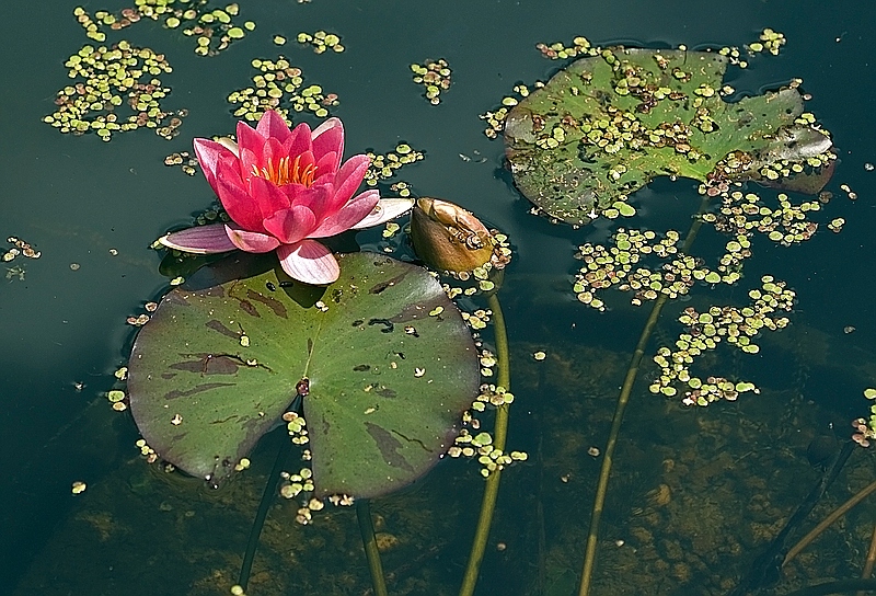 Einfach eine Seerose