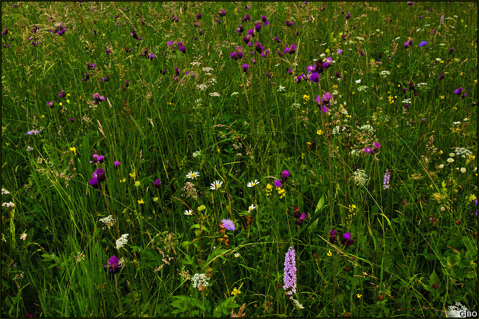 einfach eine Sommerwiese