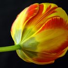 Einfach eine Tulpe