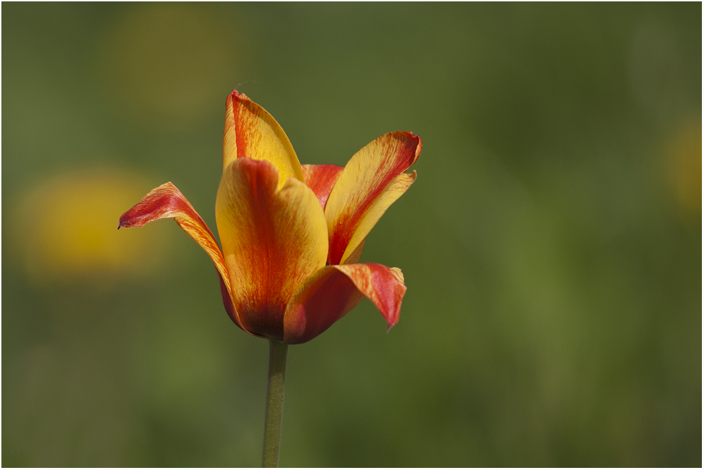 Einfach eine Tulpe