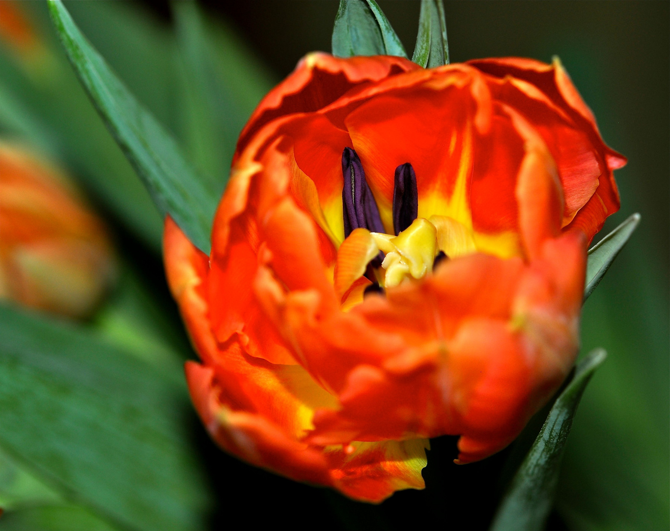 einfach eine Tulpe