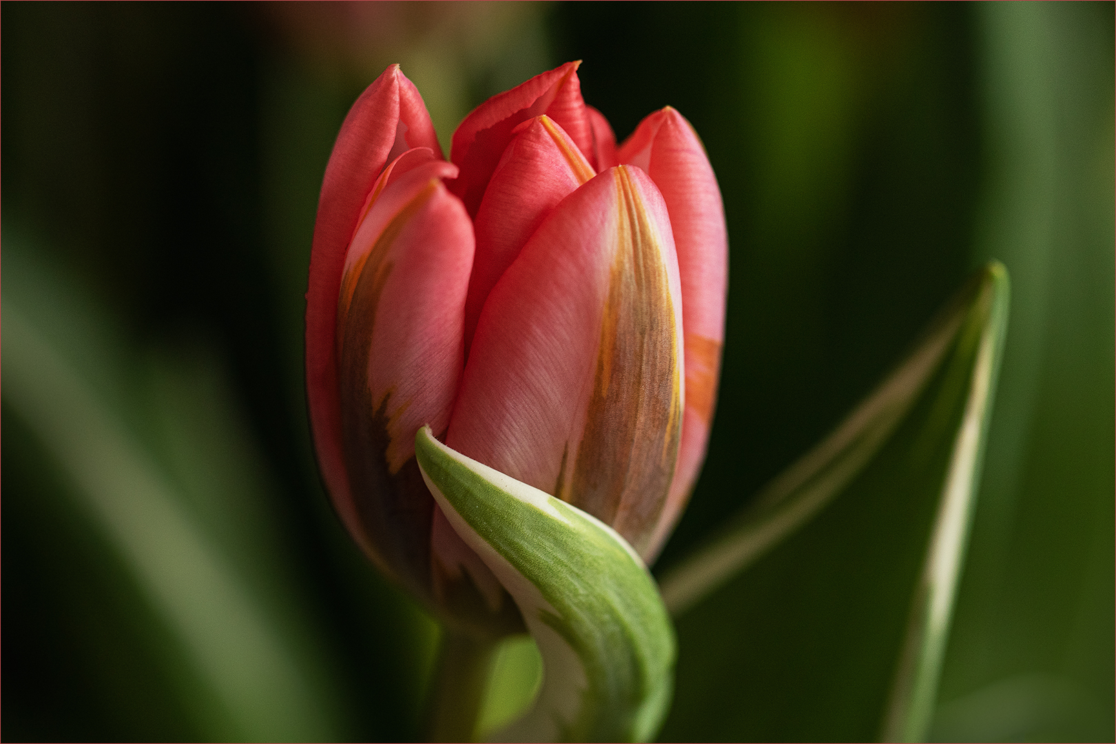 Einfach eine Tulpe -