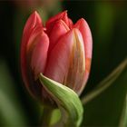 Einfach eine Tulpe -