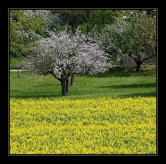 Einfach einen Frühlingtag